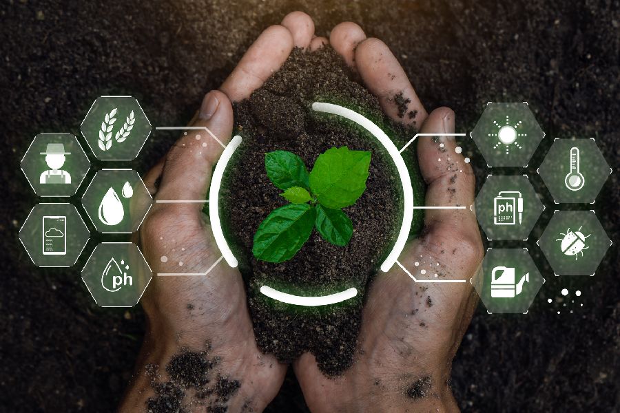 Smart Farming mit Jungpflanzen. Per Klick gelangen Sie zur Unterseite Agrarwirtschaft