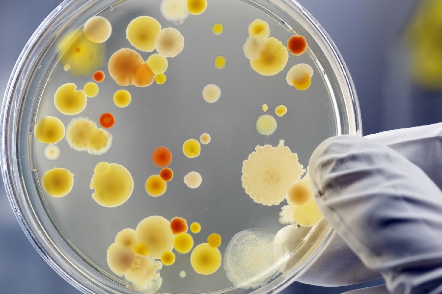 Petrischale mit Bakterien. Per Klick gelangen Sie zur Seite Biologische Arbeitsstoffe