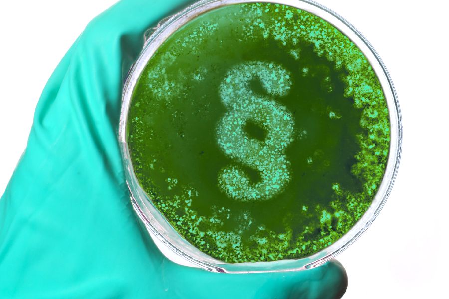 per Klick gelangen Sie zur Seite Infektionsschutz. Hand im Handschuh mit Petrischale 