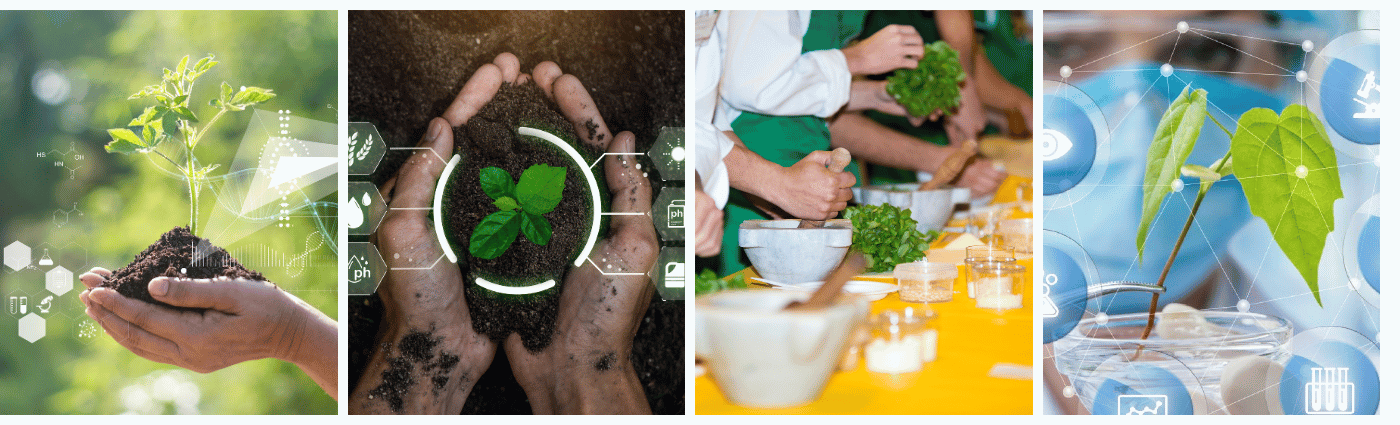 Ein viergeteiltes Bild. Erstes Bild: Pflanzen mit biochemicher Struktur und chemischer Formel auf grünem Hintergrund. Zweites Bild: Smart Farming mit Jungpflanzen  Drittes Bild: Zubereitung von grünem Pesto Viertes Bild: Person mit Mundschutz im Hintergrund betrachtet ein Keimling